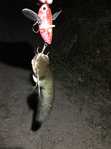 マナマズの釣果