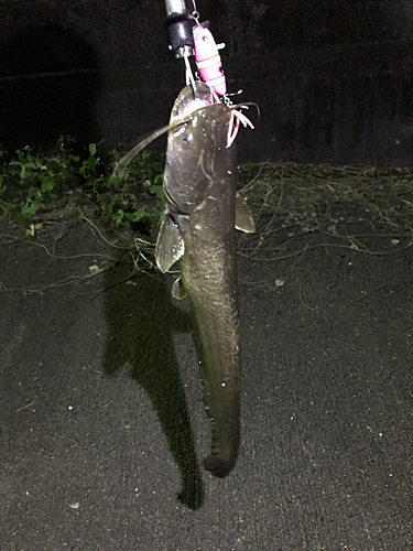 マナマズの釣果