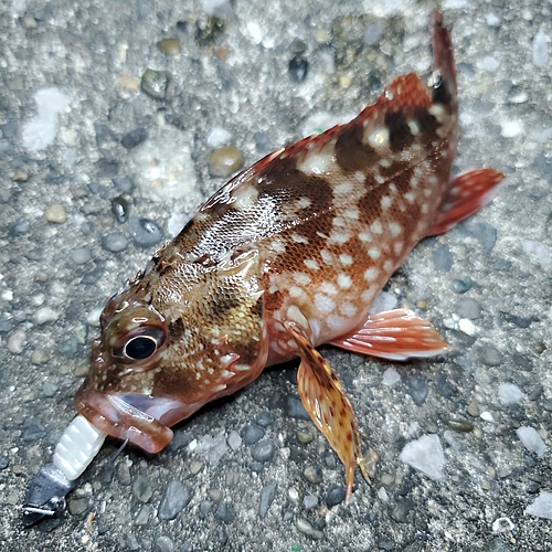 カサゴの釣果