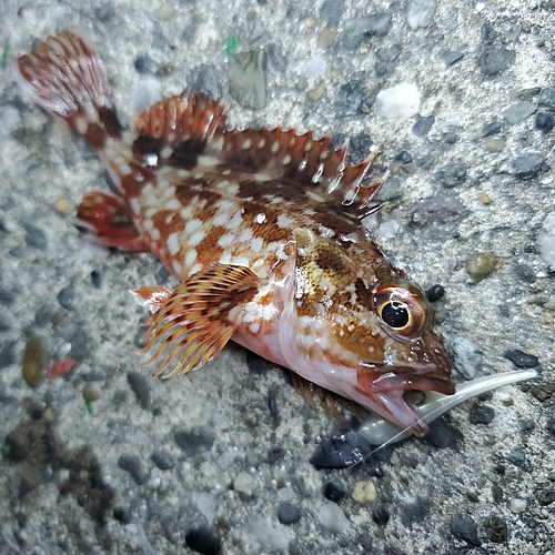 カサゴの釣果