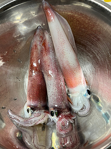 ケンサキイカの釣果