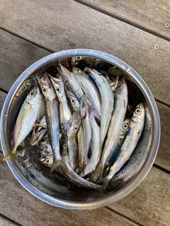 カマスの釣果