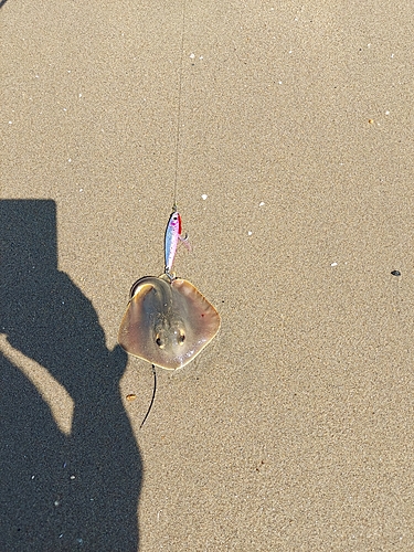 アカエイの釣果