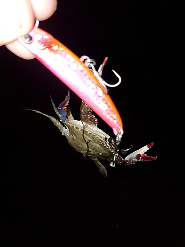 ワタリガニの釣果