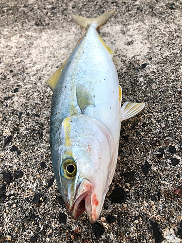 コゾクラの釣果