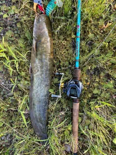 ナマズの釣果