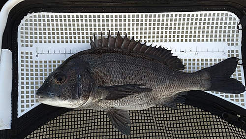 チヌの釣果