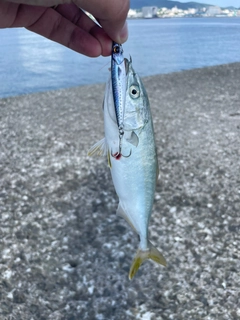 ワカシの釣果