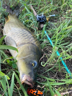 コイの釣果