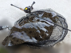 ツバクロエイの釣果