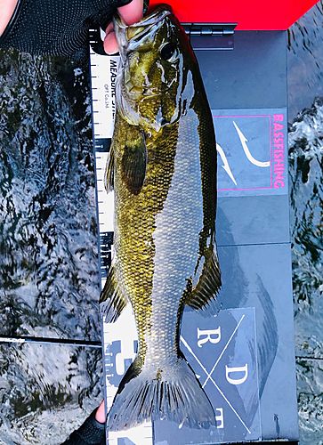 スモールマウスバスの釣果