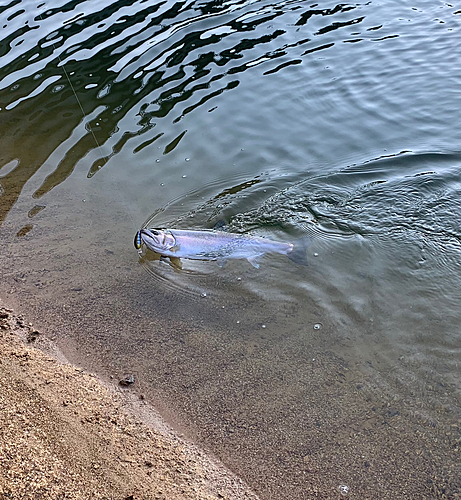 釣果