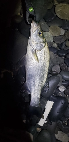 ヒラスズキの釣果