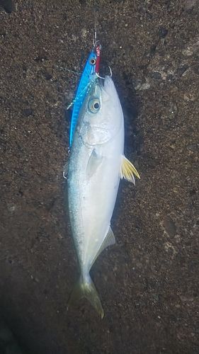コゾクラの釣果