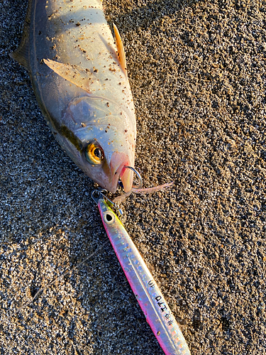 ネリゴの釣果