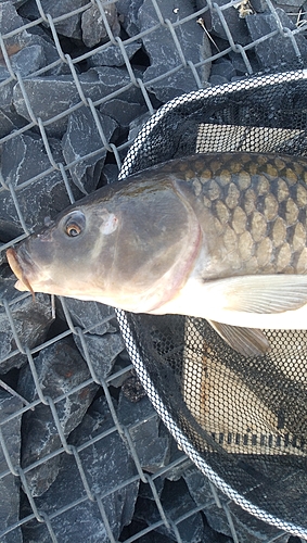 コイの釣果