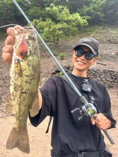 ブラックバスの釣果