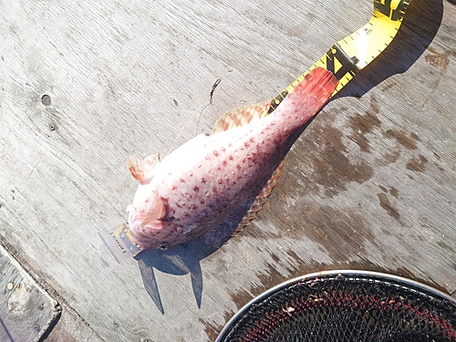 ブダイの釣果