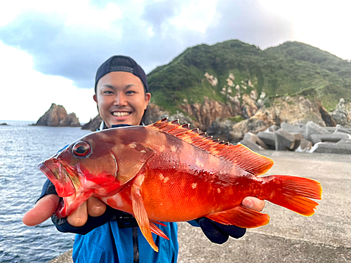 アカハタの釣果