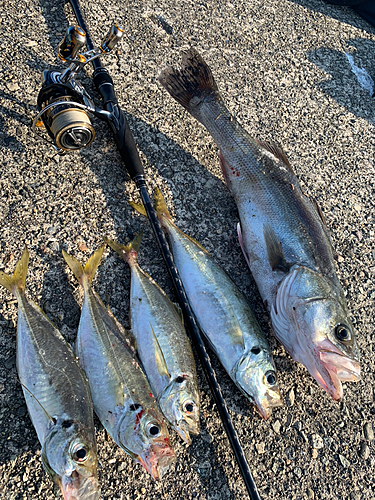 シーバスの釣果