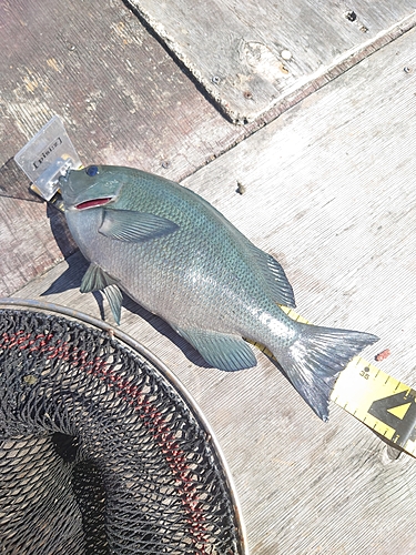 メジナの釣果