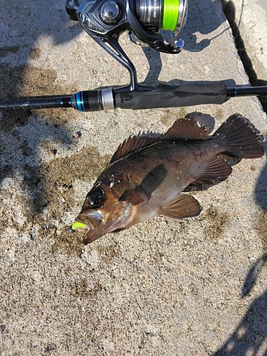 クロメバルの釣果