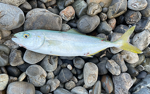 ツバスの釣果