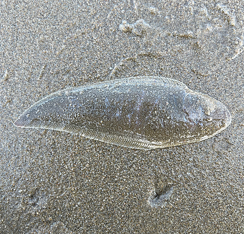 シタビラメの釣果