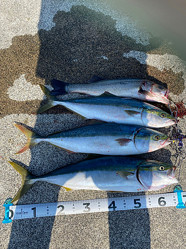 メジロの釣果