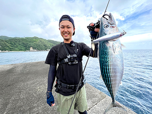 ハガツオの釣果