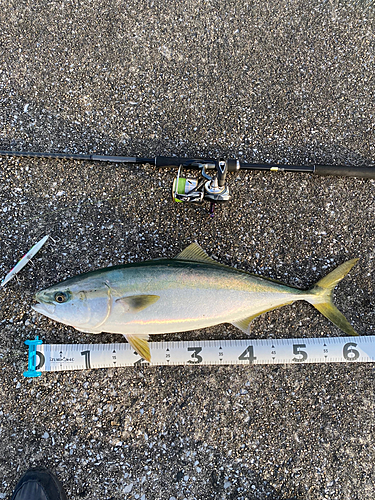 メジロの釣果