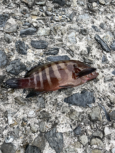 ヤミハタの釣果