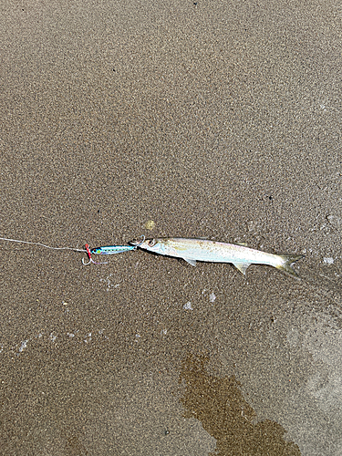 カマスの釣果