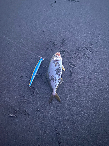 ショゴの釣果