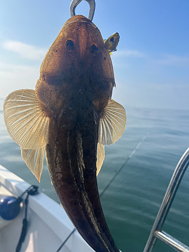 マゴチの釣果