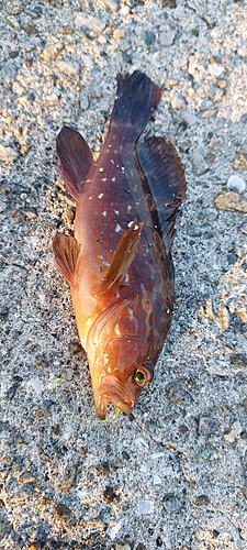 アコウの釣果