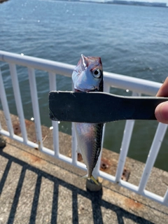 サバの釣果