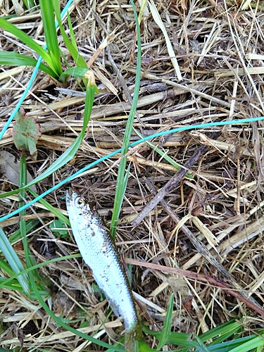 カワムツの釣果