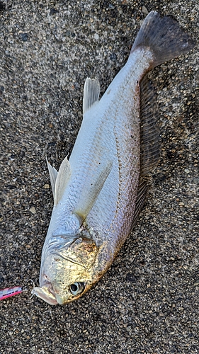 イシモチの釣果