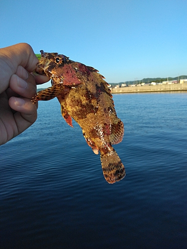 ヨロイメバルの釣果