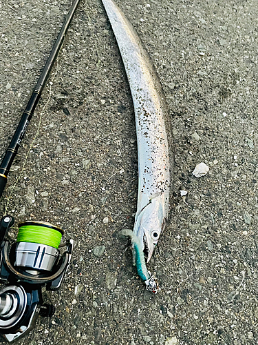 タチウオの釣果