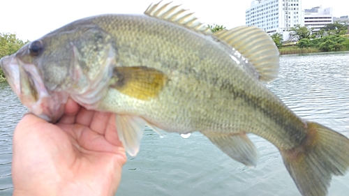 ラージマウスバスの釣果