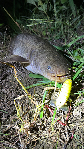 ナマズの釣果