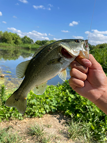 ブラックバスの釣果