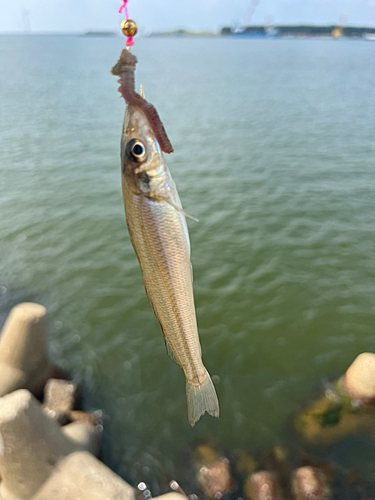 キスの釣果