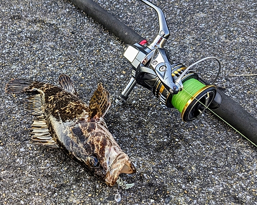 タケノコメバルの釣果