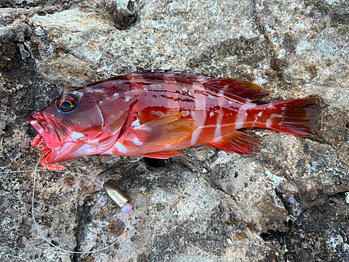 アカハタの釣果