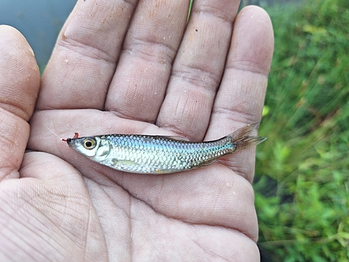 クチボソの釣果