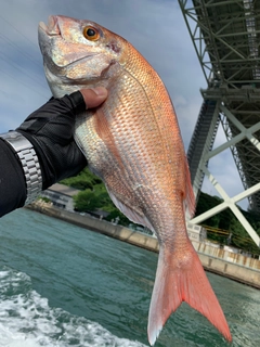 マダイの釣果