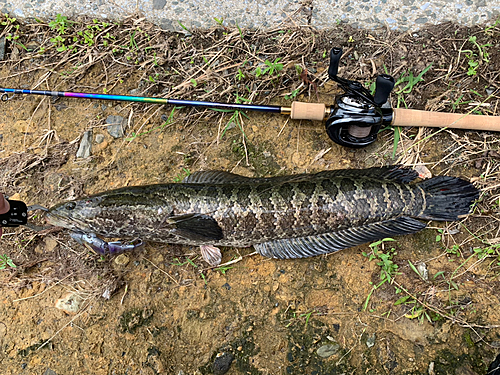 カムルチーの釣果